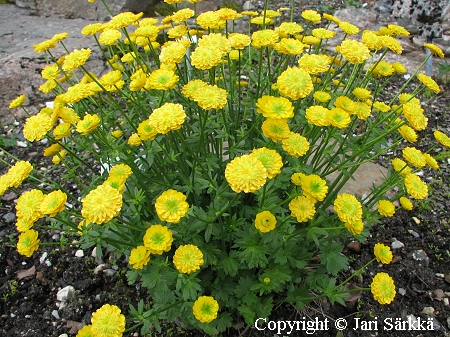 Ranunculus montanus 'Plenus', vuorileinikki